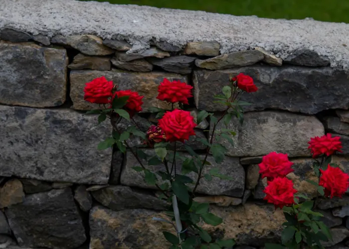 Oasis Fonte Grande *